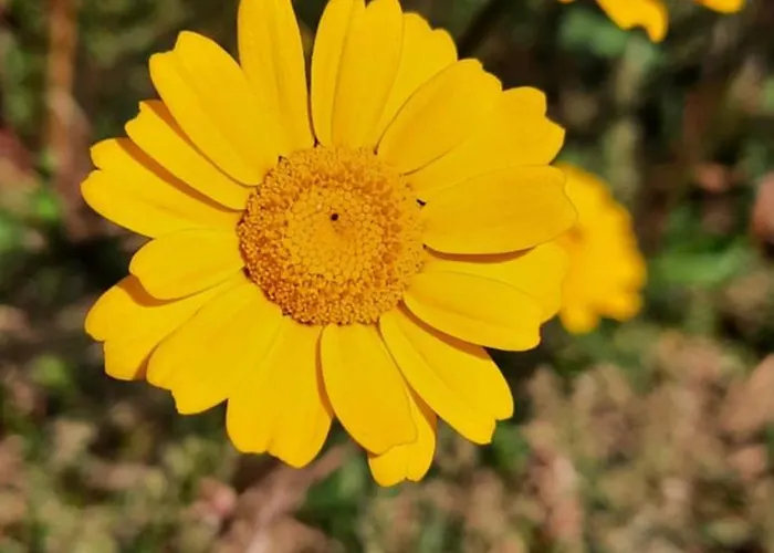 Sunny Haven-villa ヴィラ *