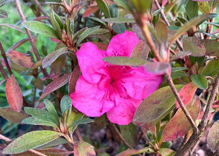 Sunny Haven-villa ポンテ・デ・リマ